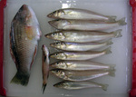 2008062901.jpg